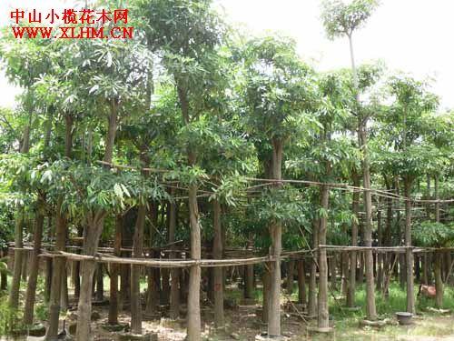 供應(yīng)盆架子漳州盆架子福建盆架子袋苗阿?；緢?chǎng)