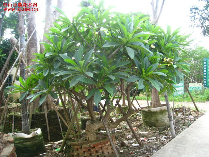 供應(yīng)盆架子漳州盆架子福建盆架子袋苗阿?；緢?chǎng)