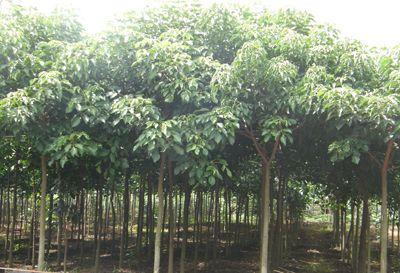 供應(yīng)秋楓地苗秋楓袋苗秋楓價(jià)格揭陽(yáng)秋楓