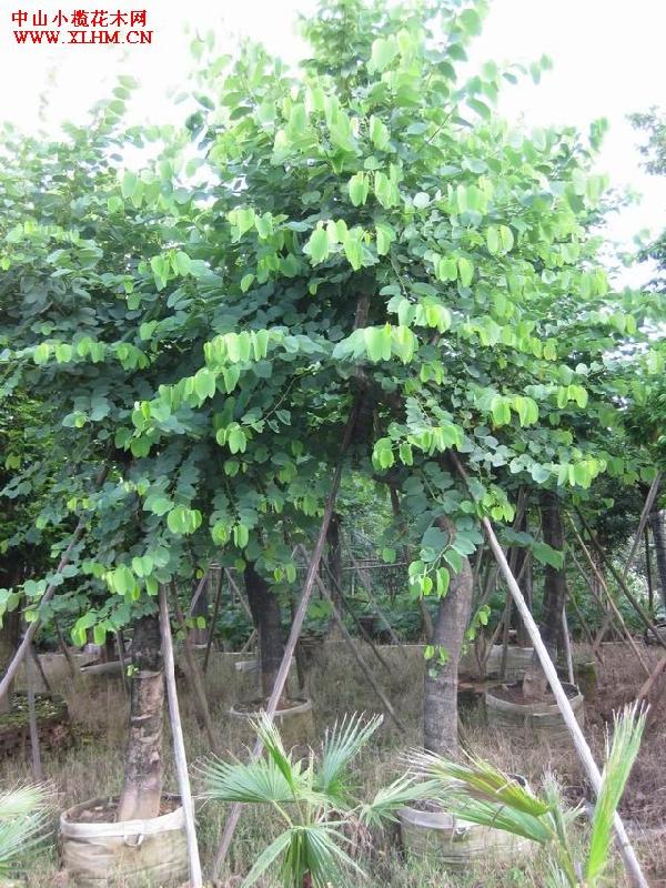 阿海花木場(chǎng)優(yōu)質(zhì)紅花紫荊圖片