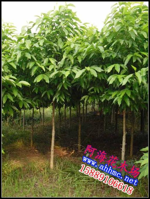 供應(yīng)秋楓地苗秋楓袋苗秋楓價(jià)格揭陽(yáng)秋楓