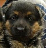 供應(yīng)德國(guó)牧羊犬幼犬出售