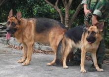 供應(yīng)江西宜春德國牧羊犬配種