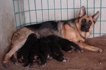 供應(yīng)江西宜春德國牧羊犬配種