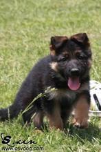 供應(yīng)江西牧羊犬養(yǎng)殖