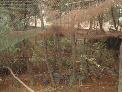 供應貴州珍*苗，珍*苗出售，珍*苗養(yǎng)殖