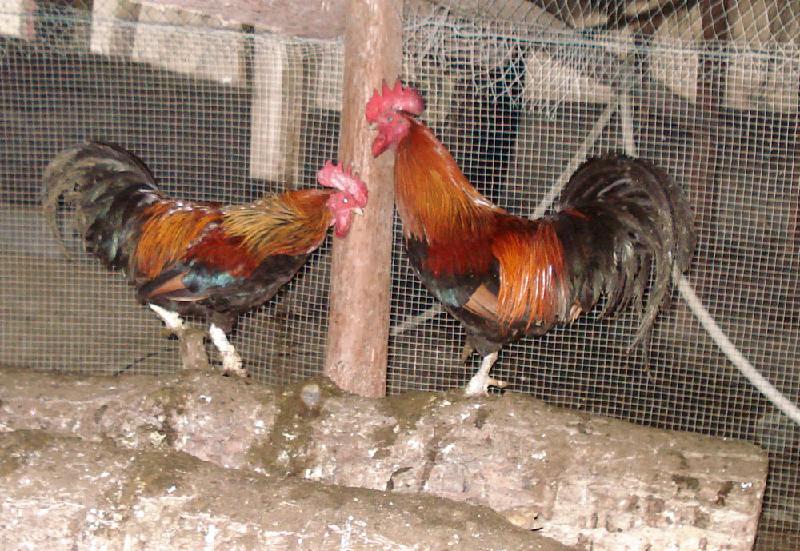 供應(yīng)養(yǎng)雞場