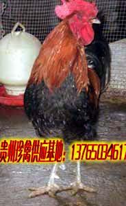 供應(yīng)免費(fèi)培訓(xùn)養(yǎng)雞技術(shù)、土雞飼養(yǎng)成本、土雞苗批發(fā)、土雞苗*價(jià)格