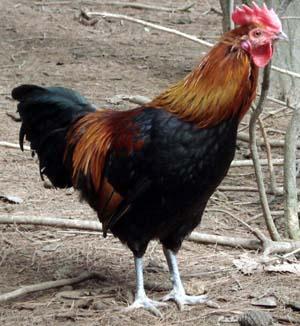 供應(yīng)快大雞，養(yǎng)殖技術(shù)培訓(xùn)，養(yǎng)殖技術(shù)