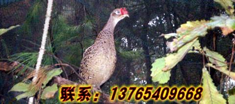 貴州山雞供應(yīng)、貴州山雞*價、山雞飼養(yǎng)技術(shù)、山雞養(yǎng)殖技術(shù)