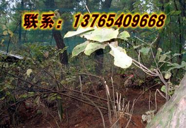 供應(yīng)*養(yǎng)殖技術(shù)