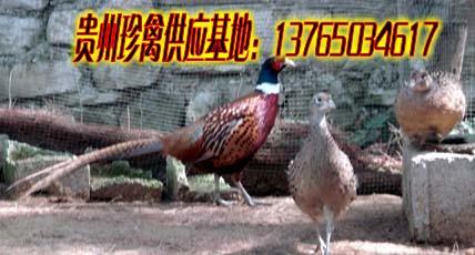 供應貴陽山雞養(yǎng)殖基地