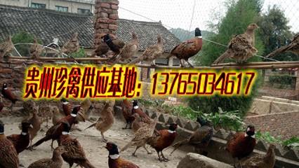 供應(yīng)貴州山雞批發(fā)價、貴州山雞養(yǎng)殖基地、貴州山雞養(yǎng)殖場價、貴州山雞批發(fā)