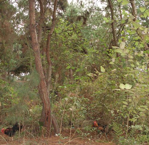 供應(yīng)養(yǎng)雞場