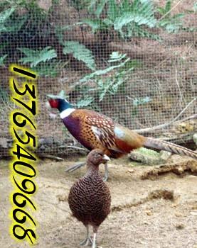 供應貴州山雞廠家直銷