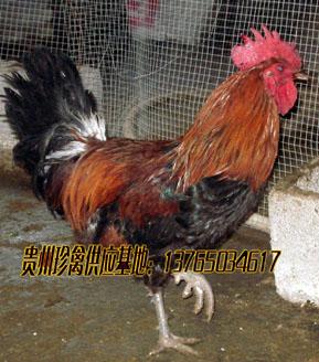 供應(yīng)免費(fèi)培訓(xùn)養(yǎng)雞技術(shù)、土雞飼養(yǎng)成本、土雞苗批發(fā)、土雞苗*價(jià)格