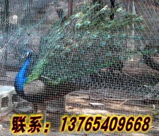 供應(yīng)黔南*養(yǎng)殖，黔南*養(yǎng)殖基地，黔南*苗供應(yīng)，黔南*養(yǎng)殖戶