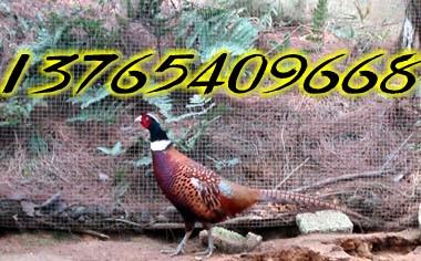 供應(yīng)貴州*養(yǎng)殖技術(shù)培訓(xùn)基地