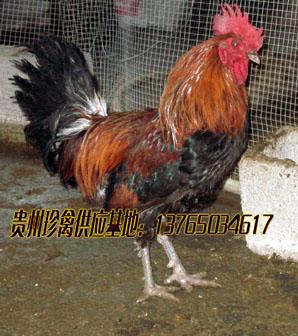 供應(yīng)免費(fèi)培訓(xùn)養(yǎng)雞技術(shù)、土雞飼養(yǎng)成本、土雞苗批發(fā)、土雞苗*價(jià)格