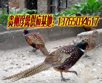 貴州山雞批發(fā)價圖片