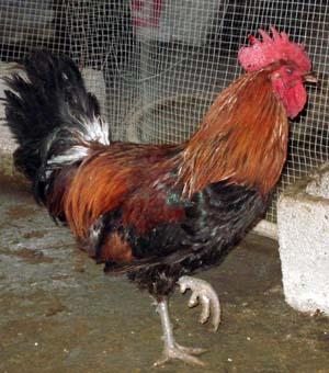 供應(yīng)快大雞，養(yǎng)殖技術(shù)培訓(xùn)，養(yǎng)殖技術(shù)