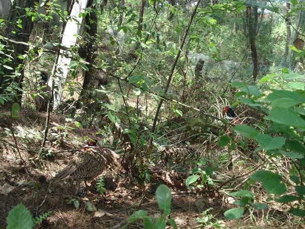 供應(yīng)養(yǎng)雞場