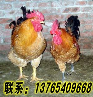 供應土雞養(yǎng)殖，土雞苗批發(fā)，土雞脫溫雞