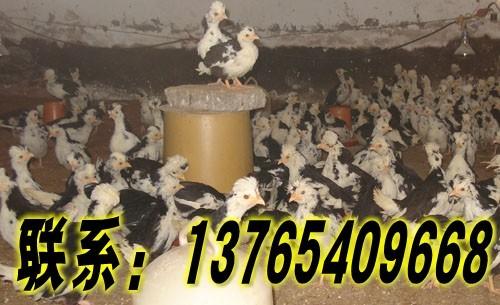 供應(yīng)貴妃雞養(yǎng)殖-貴州貴妃雞養(yǎng)殖-貴州貴妃雞養(yǎng)殖場