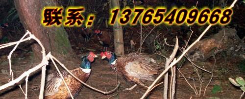 供應(yīng)貴州山雞養(yǎng)殖、貴州山雞批發(fā)、貴州山雞廠家、貴州山雞價(jià)格