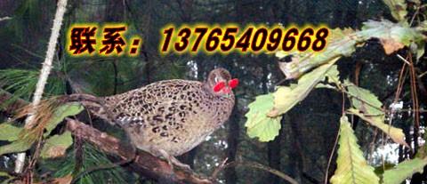 供應(yīng)貴州*養(yǎng)殖技術(shù)培訓(xùn)基地