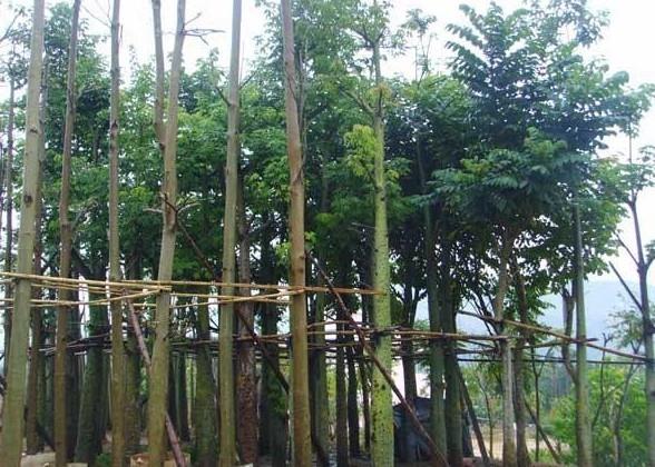 供應(yīng)新村美麗木棉