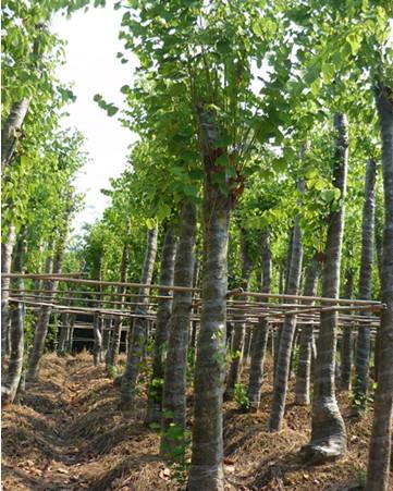 柳州羊紫荊苗胸徑1-13公分價格、羊紫荊價錢