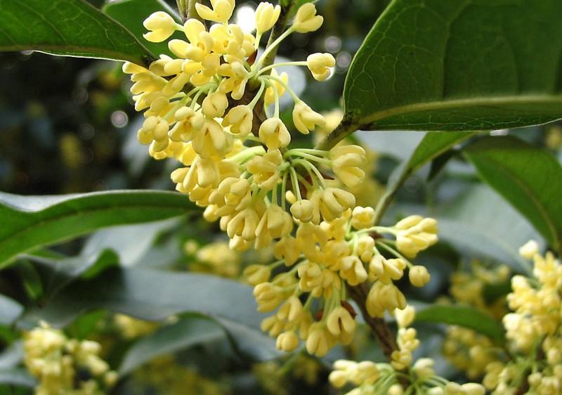 供應(yīng)黃金桂丹桂八月桂花大苗小苗供應(yīng)基地，各種規(guī)格，價(jià)錢價(jià)格