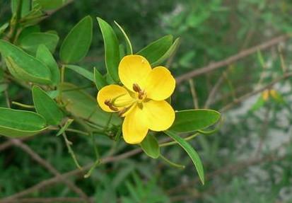 供應(yīng)黃槐種子，黃槐種子價(jià)格，黃槐種子批發(fā)