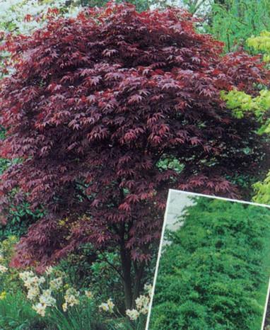 供應(yīng)紅紅楓日本紅楓