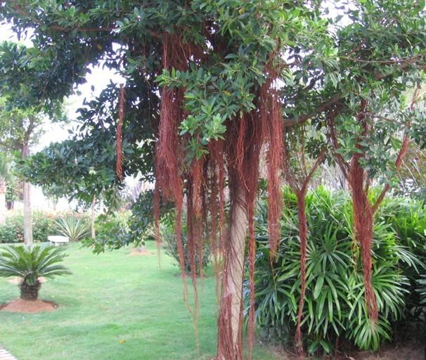 上雷小葉榕小苗大樹圖片