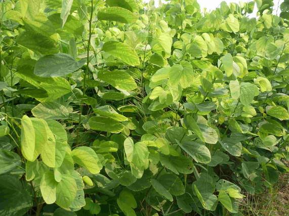 供应宫粉紫荆小苗 宫粉紫荆小苗厂家价格 宫粉紫荆小苗种植基地批发图片