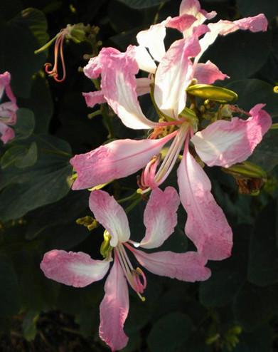 供應(yīng)130畝宮粉紫荊7-12公分3000株左右