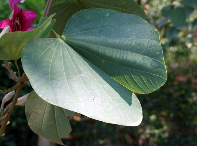 130畝宮粉紫荊7-12公分3000株左右圖片