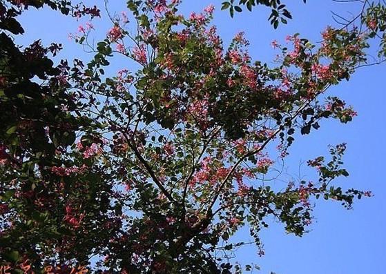 供應(yīng)130畝宮粉紫荊7-12公分3000株左右