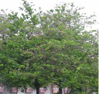 上雷洋紫荊樹苗圖片/上雷洋紫荊樹苗樣板圖 (3)