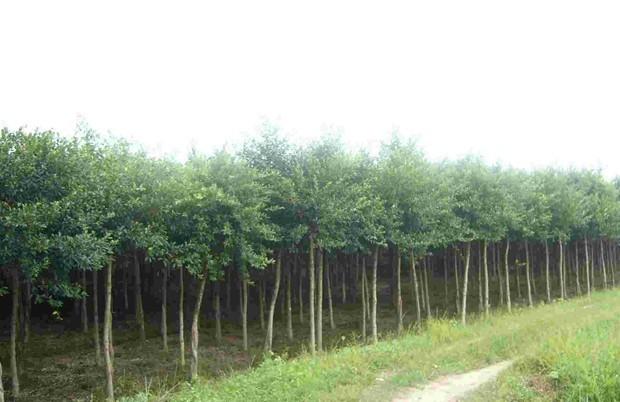 供應(yīng)上雷小葉榕小苗大樹