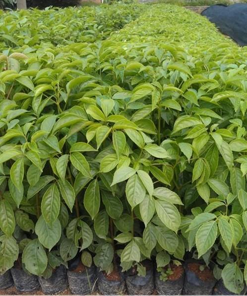 供應(yīng)秋風小苗大樹