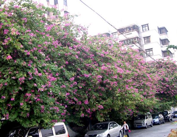 上雷洋紫荊樹苗圖片/上雷洋紫荊樹苗樣板圖 (4)