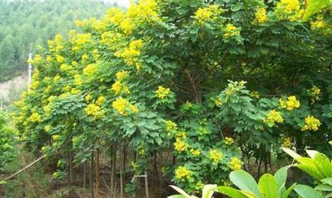 黃槐種子價(jià)格圖片