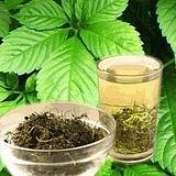 供應(yīng)福建*野生綠色有機(jī)絞股藍(lán)茶