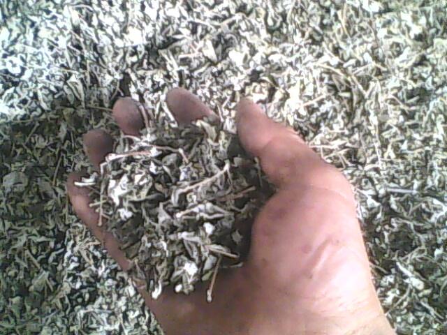 供應(yīng)福建特級全葉綠色苦甘露，矛巖莓茶，藤茶，莓茶，富硒茶葉