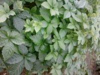 福建絞股藍(lán)廠家批發(fā)，福建絞股藍(lán)批發(fā)廠家，福建絞股藍(lán)批發(fā)