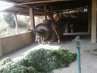 供應(yīng)*七葉絞股藍(lán)新茶上市