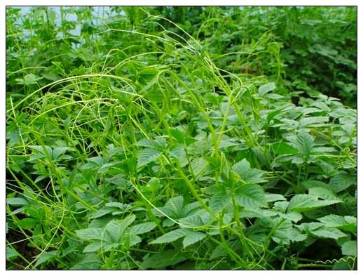 供應(yīng)福建無公害有機絞股藍,福建無公害有機絞股藍茶，葉，產(chǎn)地*價格